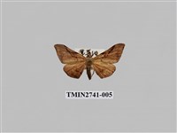 藏品(尺蛾297)的圖片